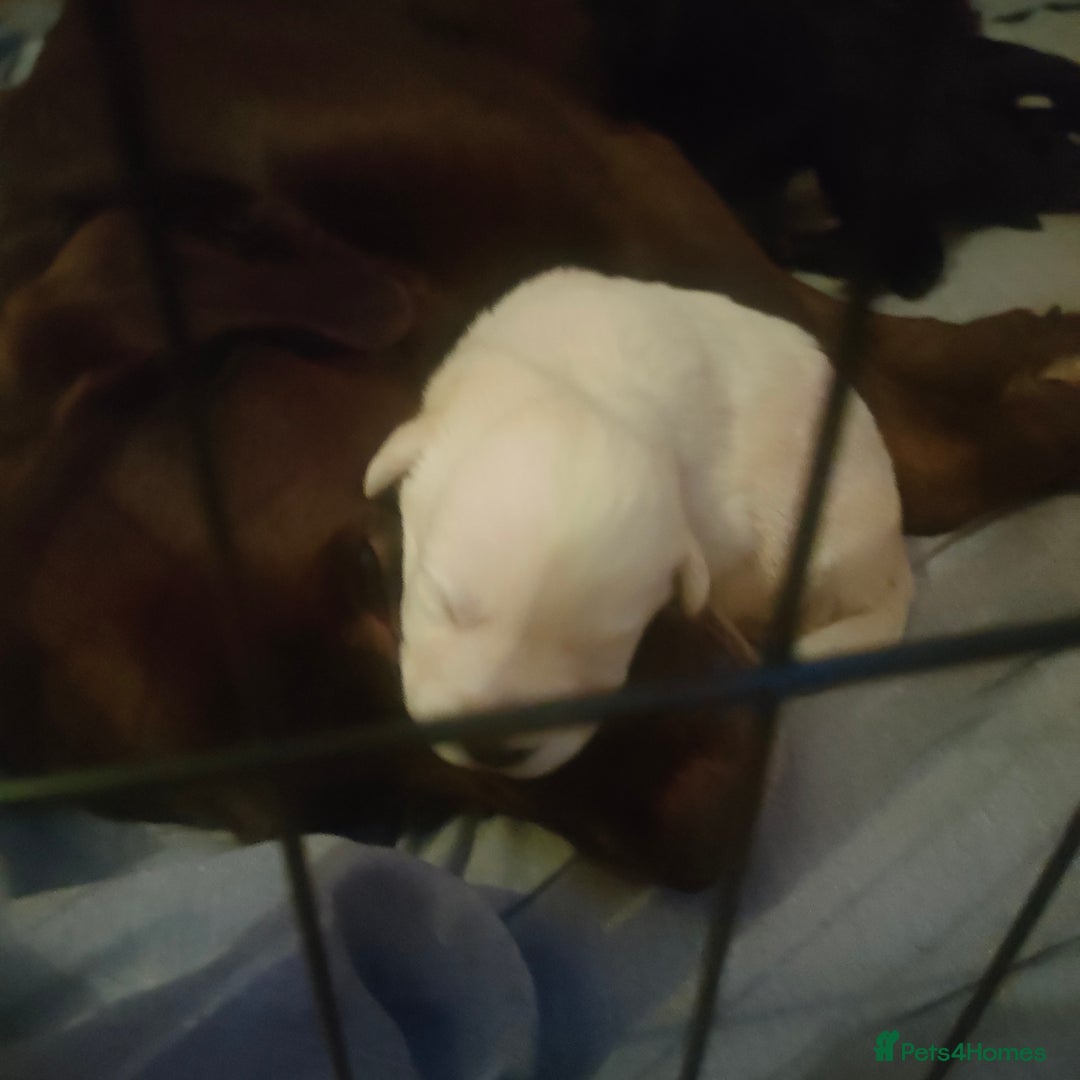 Mixed Breed dogs for sale: Labrador/German shepherd  - Image 3