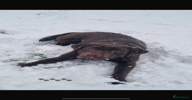 Borador dogs - Advert 3