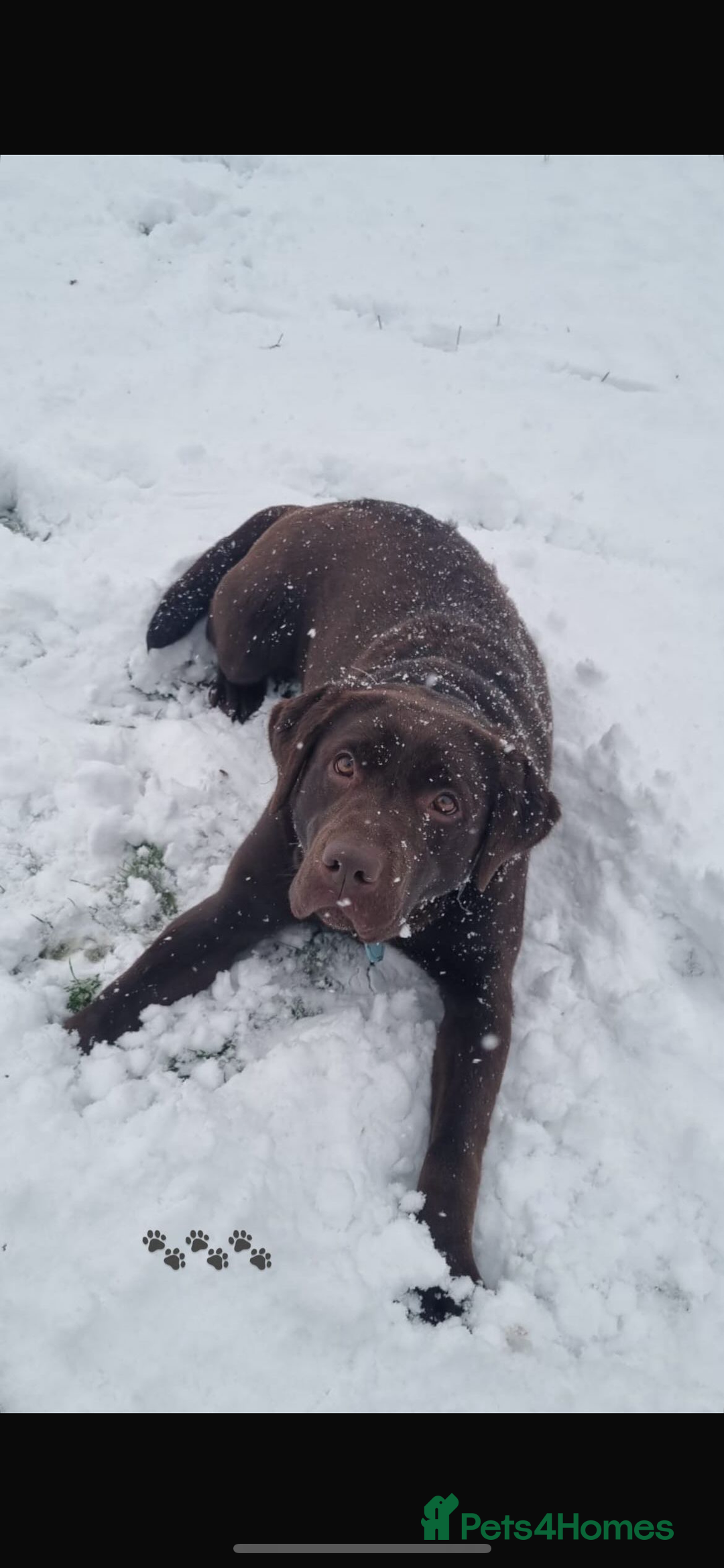 Borador dogs for sale: Beautiful Lab Collie Cross - Image 3