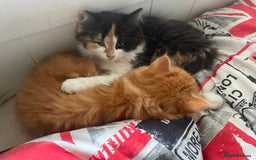British Longhair cats for sale: Adorable kitten searching for new staff (owners) - Advert 5
