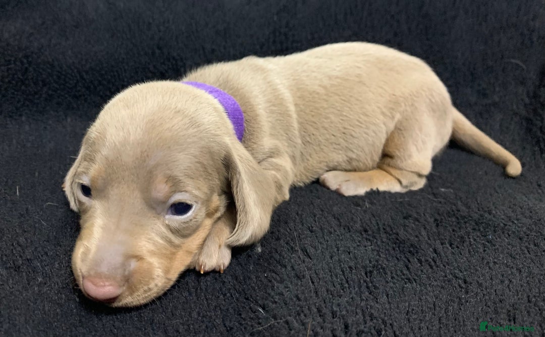 Miniature Dachshund dogs for sale: 🌟QUALITY KC REG & PRA CLR MINIATURE DACHSHUNDS🌟 - Image 9