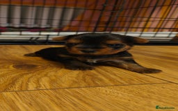 Yorkshire Terrier dogs for sale: 2 tiny Yorkshire terriers 1 male 1 female - Advert 5