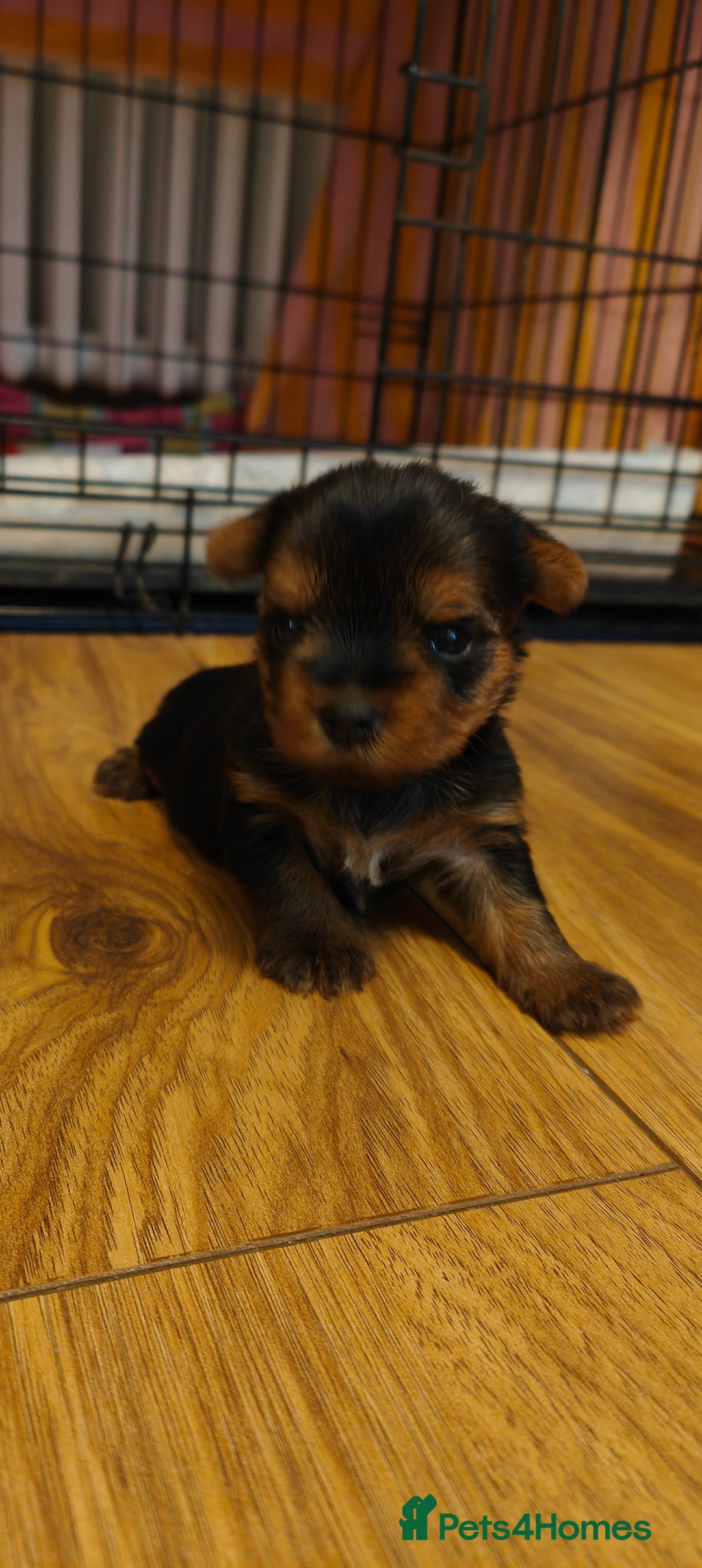 Yorkshire Terrier dogs for sale: 2 tiny Yorkshire terriers 1 male 1 female - Advert 5