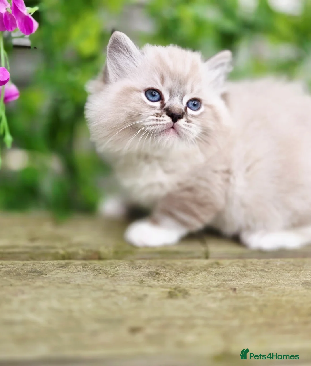 Ragdoll cats for sale: 5 amazing European babies.  Tica registered  - Advert 16