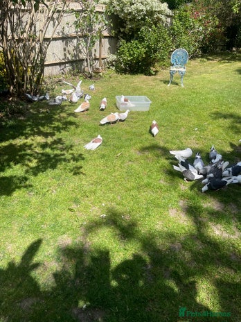 Pigeons birds - Advert 13