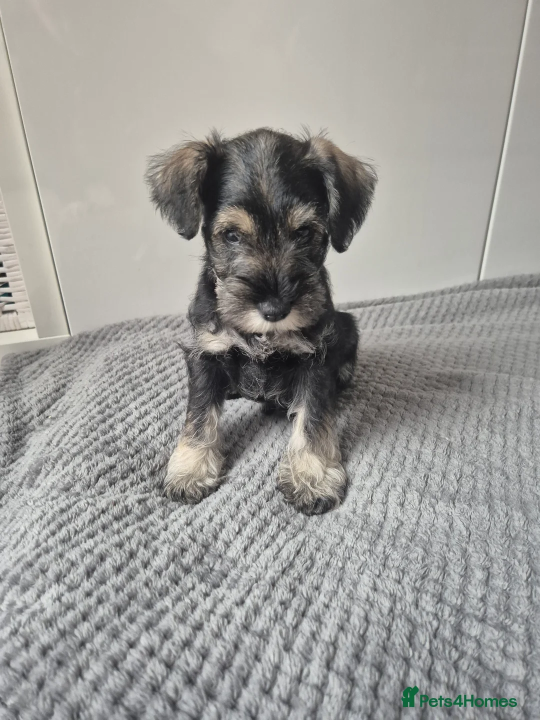 Miniature Schnauzer dogs for sale: KC Registered Miniature Schnauzer Puppies - Advert 26