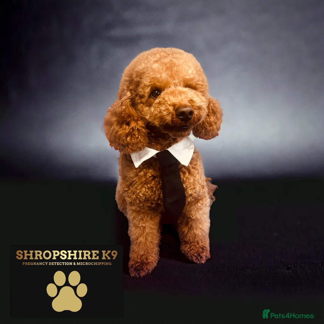 Toy Poodle dogs for stud: Leo Toy Poodle fox red Stud in Telford - Advert 10