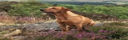 Labrador Retriever dogs for sale: Fox Red Labrador Puppies - Advert 1