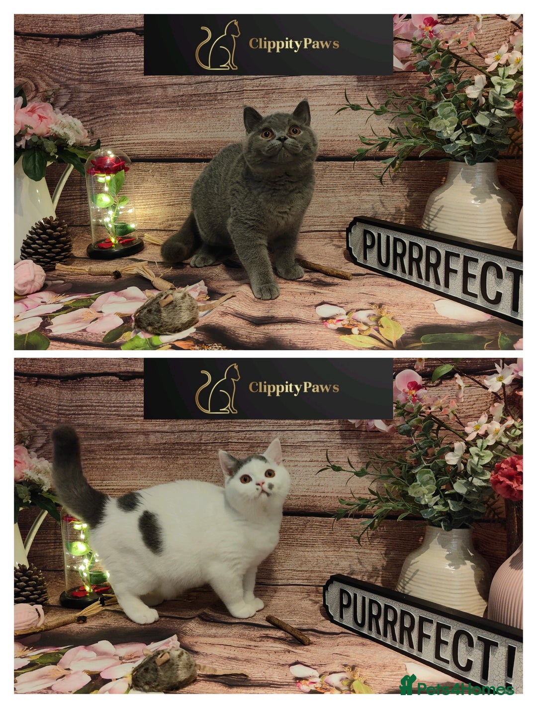 British Shorthair cats for sale: READY NOW GCCF chunky British Shorthair kittens  - Advert 3