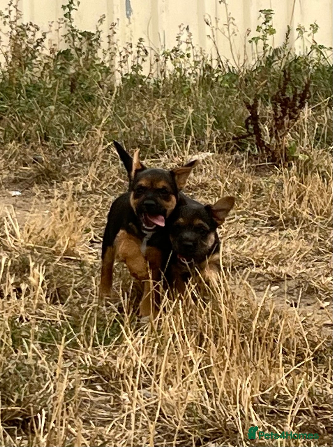 Mixed Breed dogs for sale: Border terrier x jack Russell puppies - Image 3