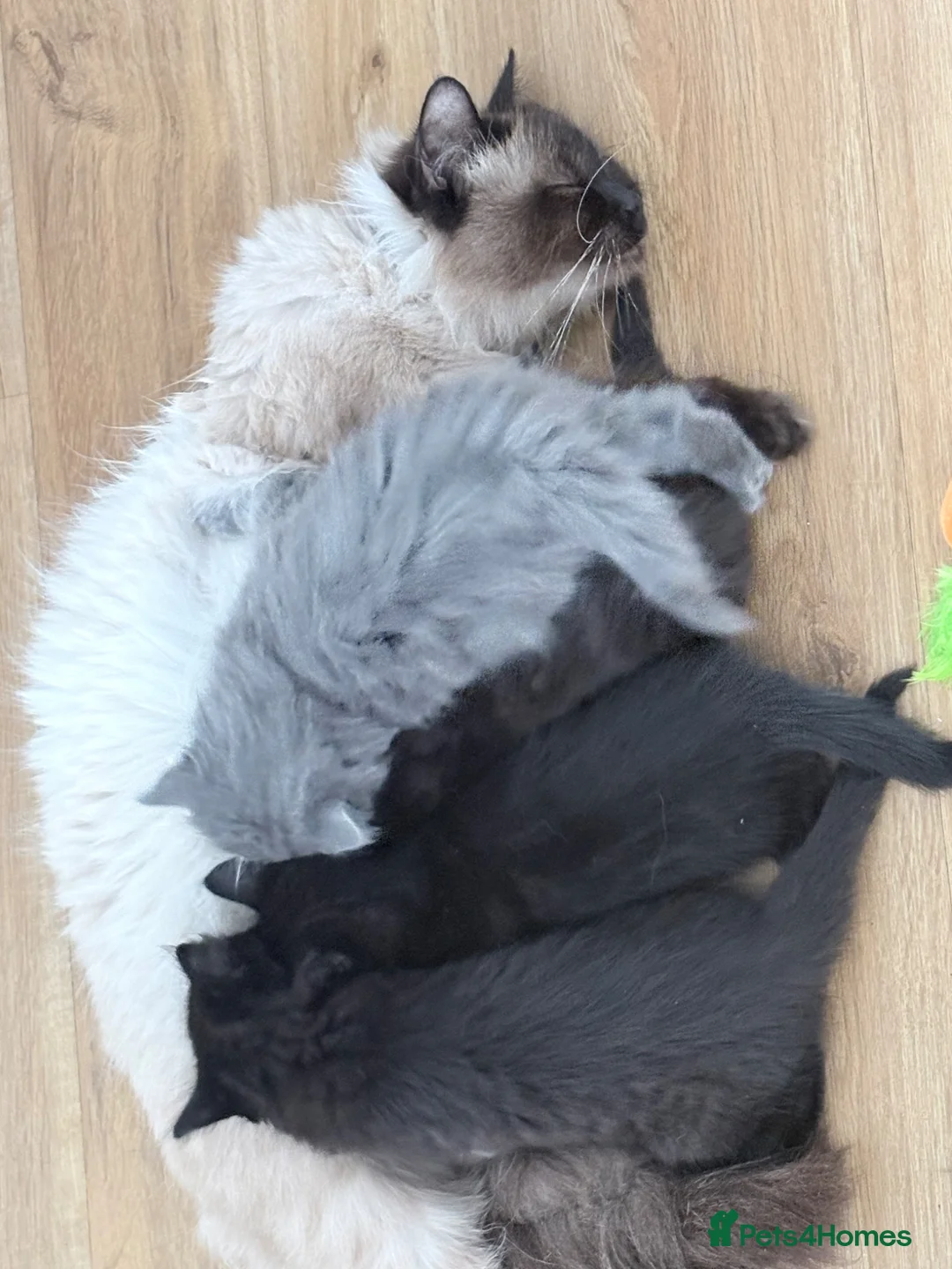 Ragdoll cats for sale: Ragdoll cross kittens  - Advert 2