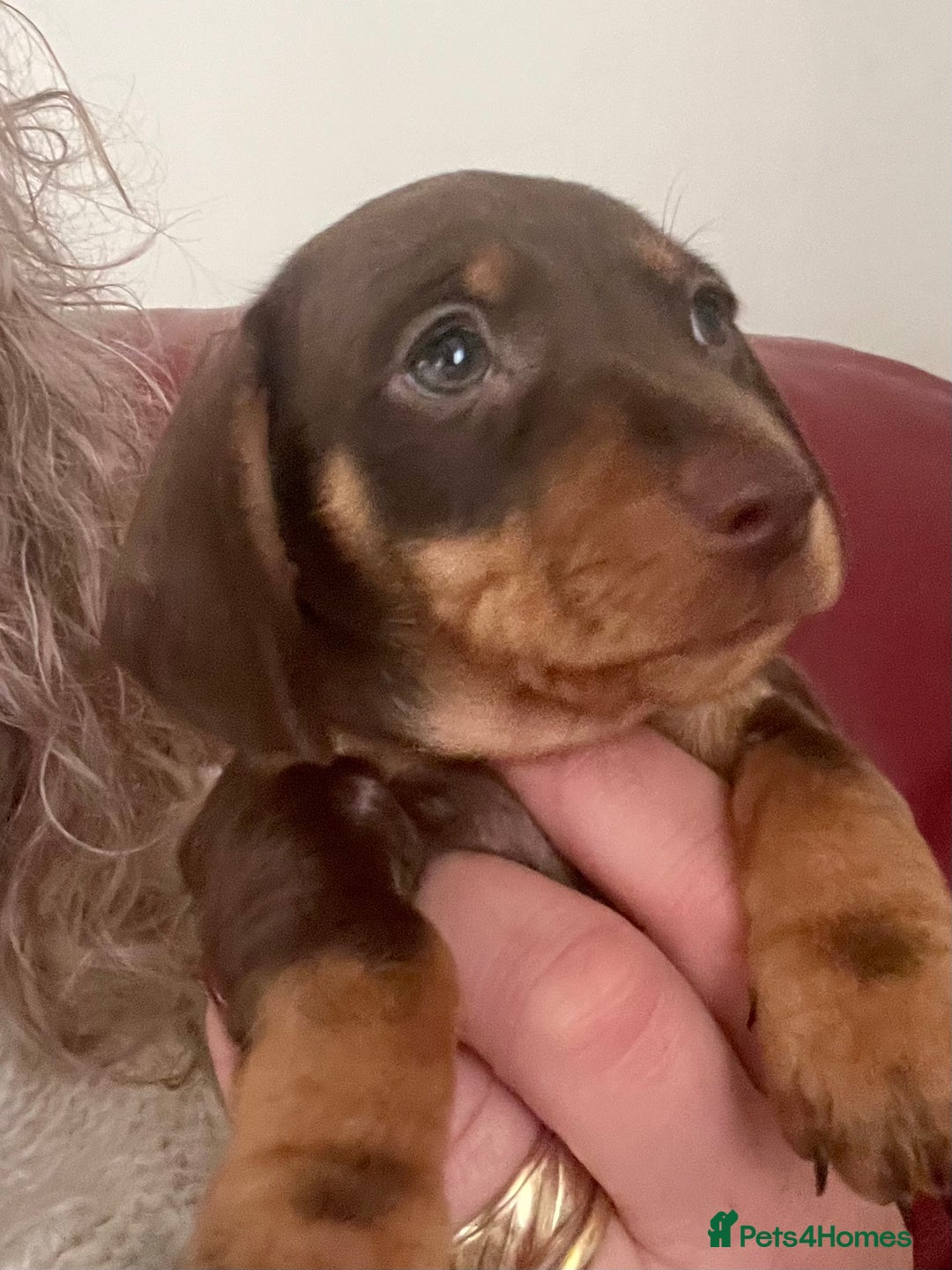 Miniature Dachshund dogs for sale: STUNNING MINI SMOOTH HAIR PRA CLEAR DACHSHUND PUPS - Advert 5