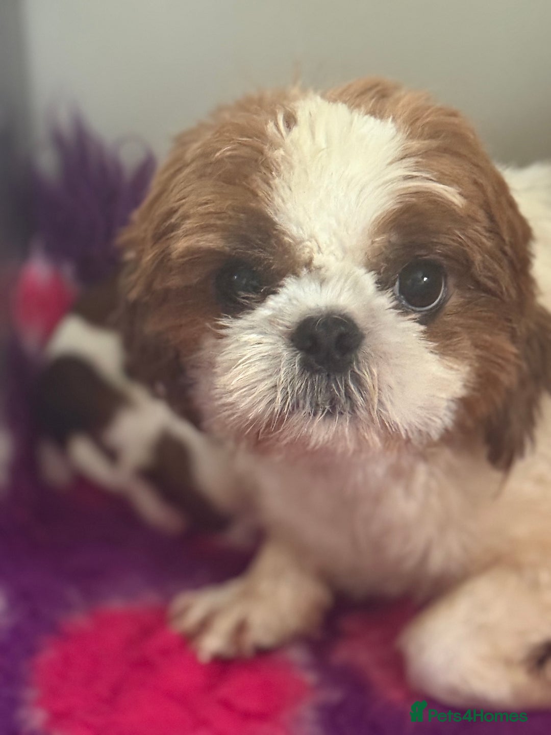 Shih Tzu dogs for sale: Kc gold and white boys only 14 dna health tested  - Image 4