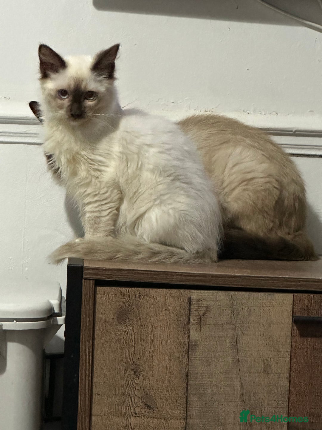 Ragdoll cats for sale: Beautiful ragdoll - Image 7