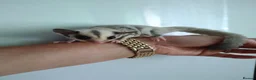 Sugar Glider rodents for sale: Stunning baby sugar gliders  - Advert 9