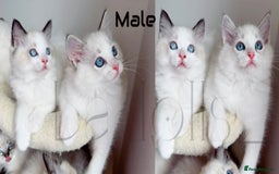 Ragdoll cats for sale: Beautiful,affectionate ragdoll ready for their 🏡 - Image 5
