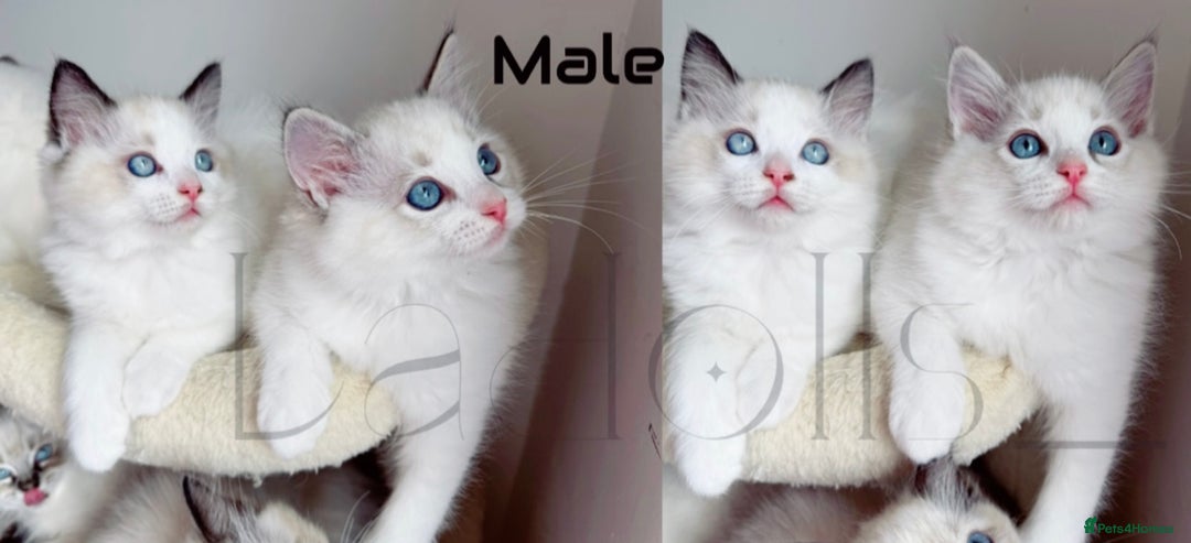 Ragdoll cats for sale: Beautiful,affectionate ragdoll ready for their 🏡 - Image 5
