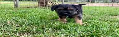 Border Terrier 2