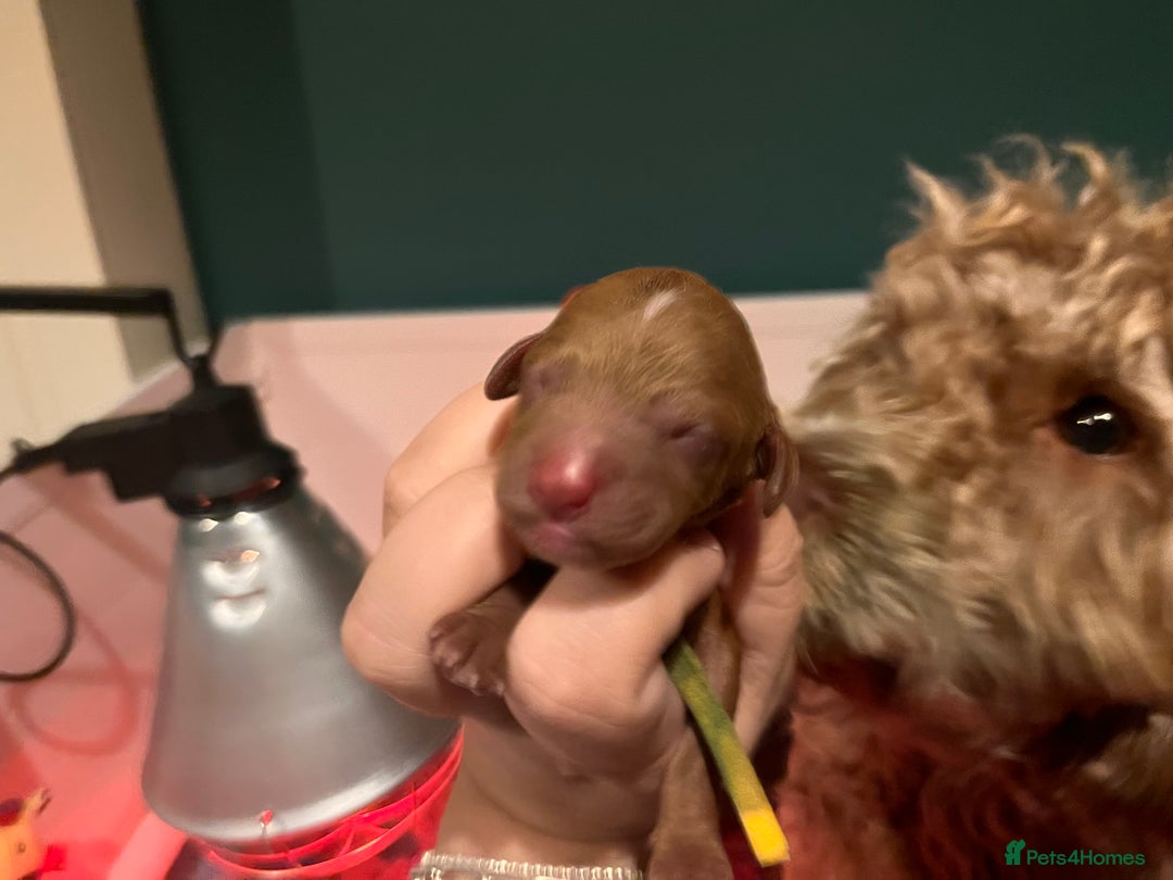 Australian Labradoodle dogs for sale: Healthy tested true Australian Labradoodle pups - Image 13