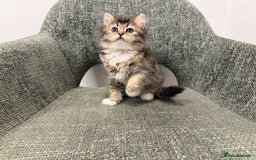 British Longhair cats for sale: 3/4 British longhair kittens - Image 1