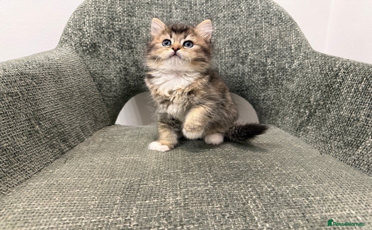 British Longhair cats - Advert 10