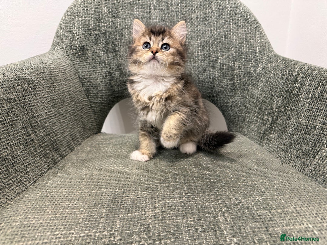 British Longhair cats for sale: 3/4 British longhair kittens - Image 1