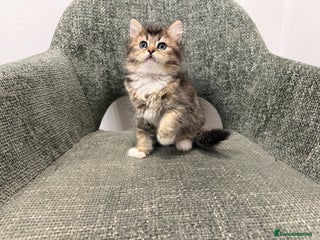 British Longhair cats - Advert 3