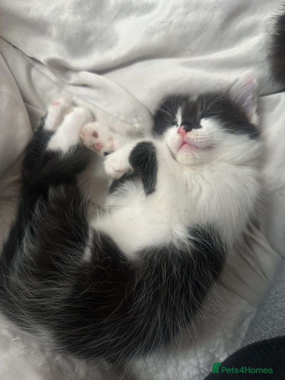 Mixed Breed cats for sale: Two beautiful female mixed breed kittens - Advert 7