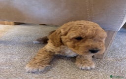Cockapoo dogs for sale: Cockapoo Puppies – Well Socialised and beautiful  - Advert 23