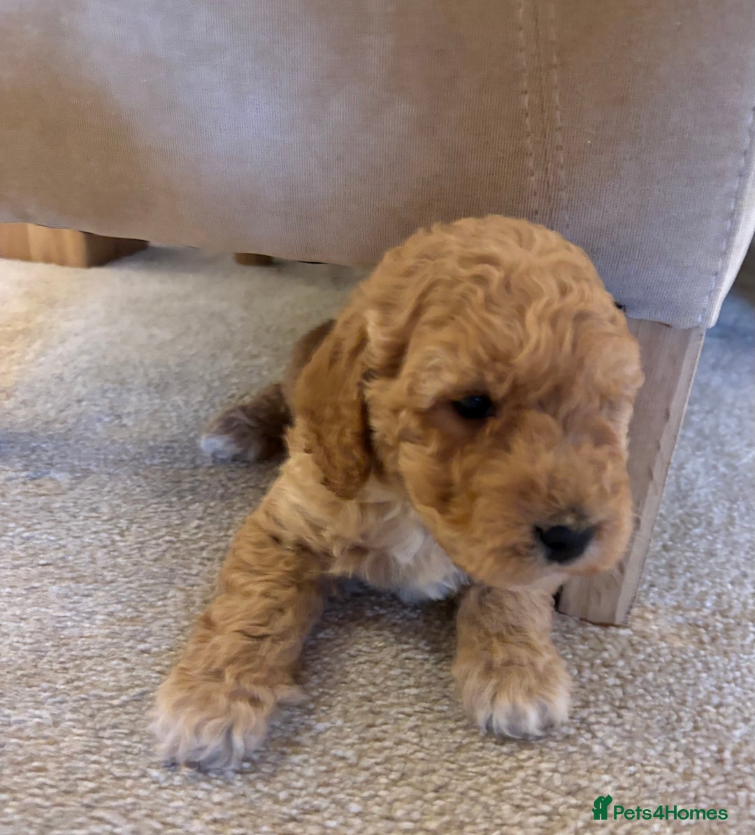 Cockapoo dogs for sale: Cockapoo Puppies – Well Socialised and beautiful  - Advert 23