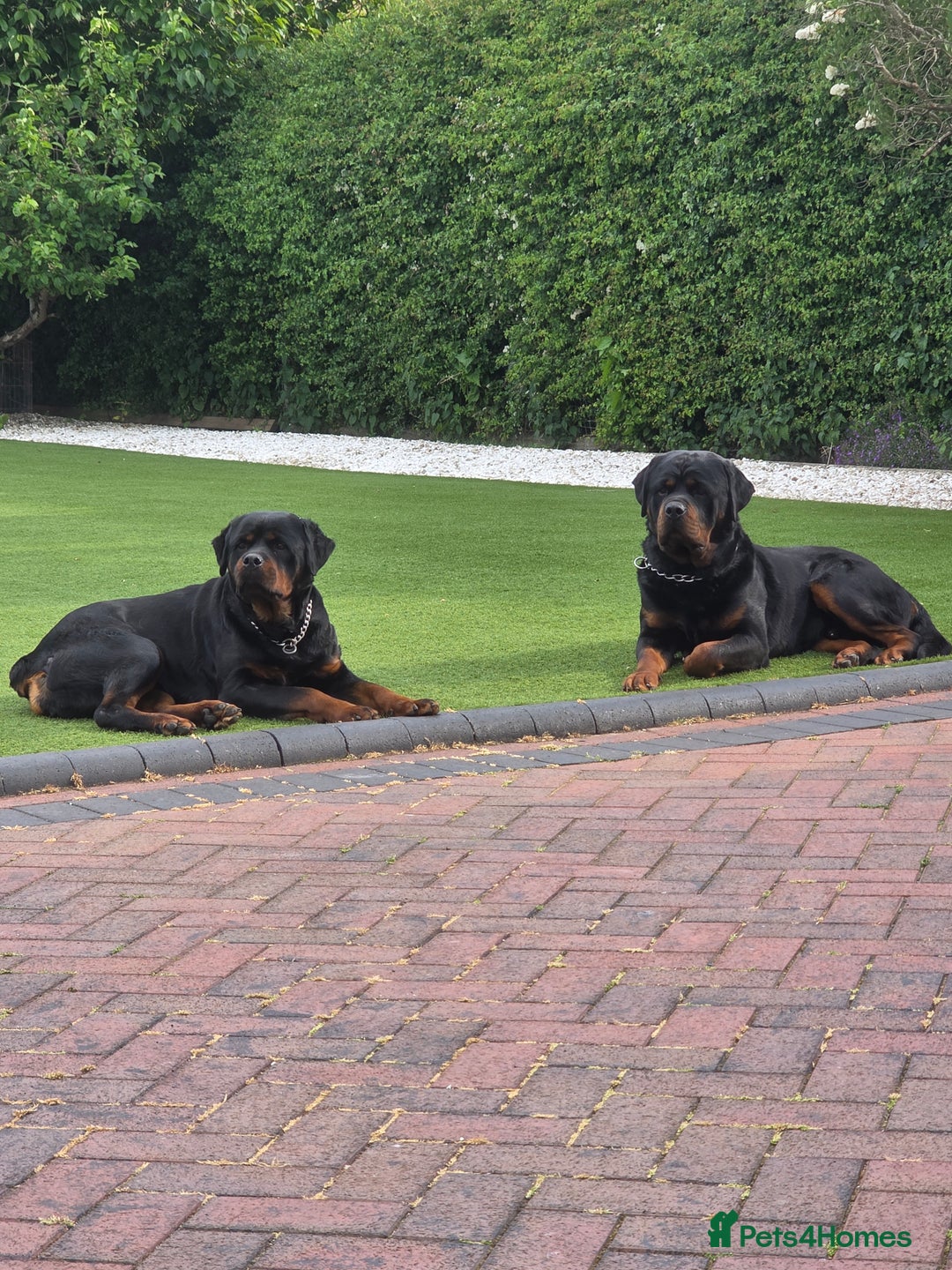 Rottweiler dogs for sale: True Quality Rottweiler Female Puppy  - Image 12