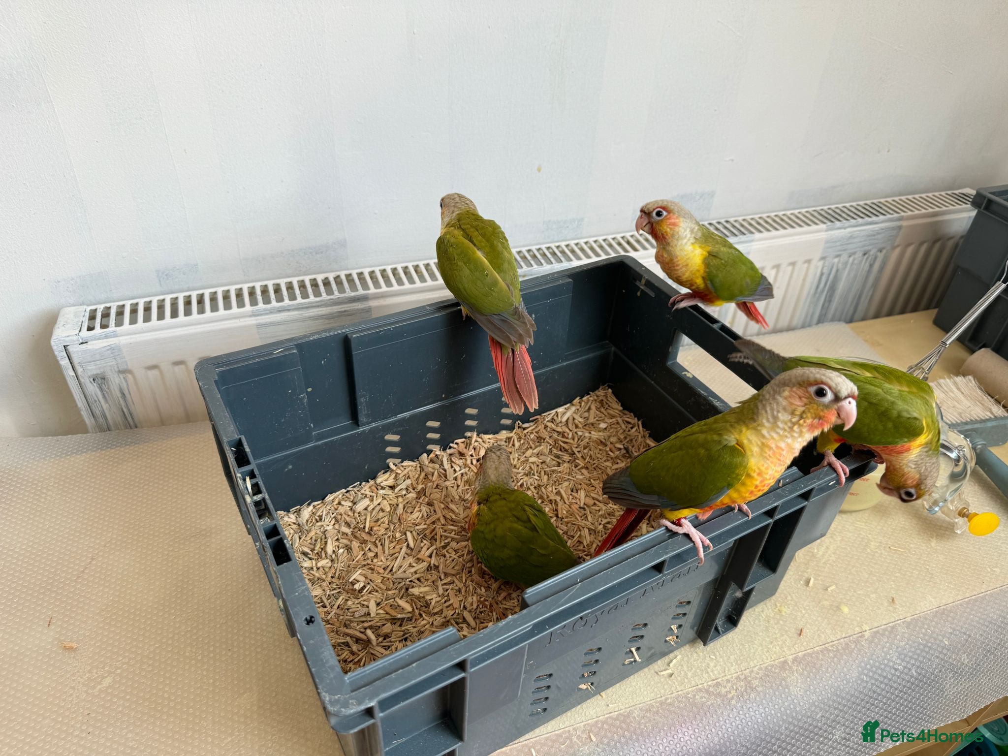 Conures birds HAND REARED CONURES  - Advert 13