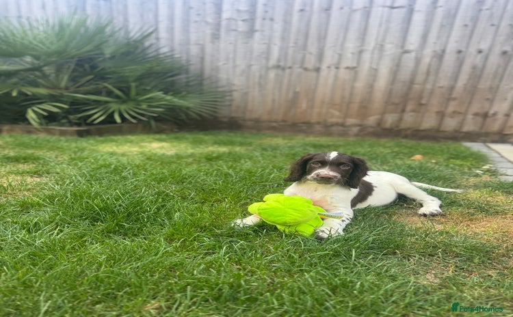 English Springer Spaniel dogs - Advert 5