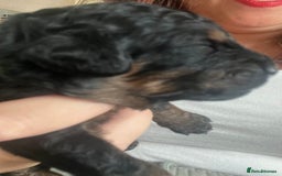 Cavapoo dogs for sale: Cute cavas for best homes only!  - Image 21