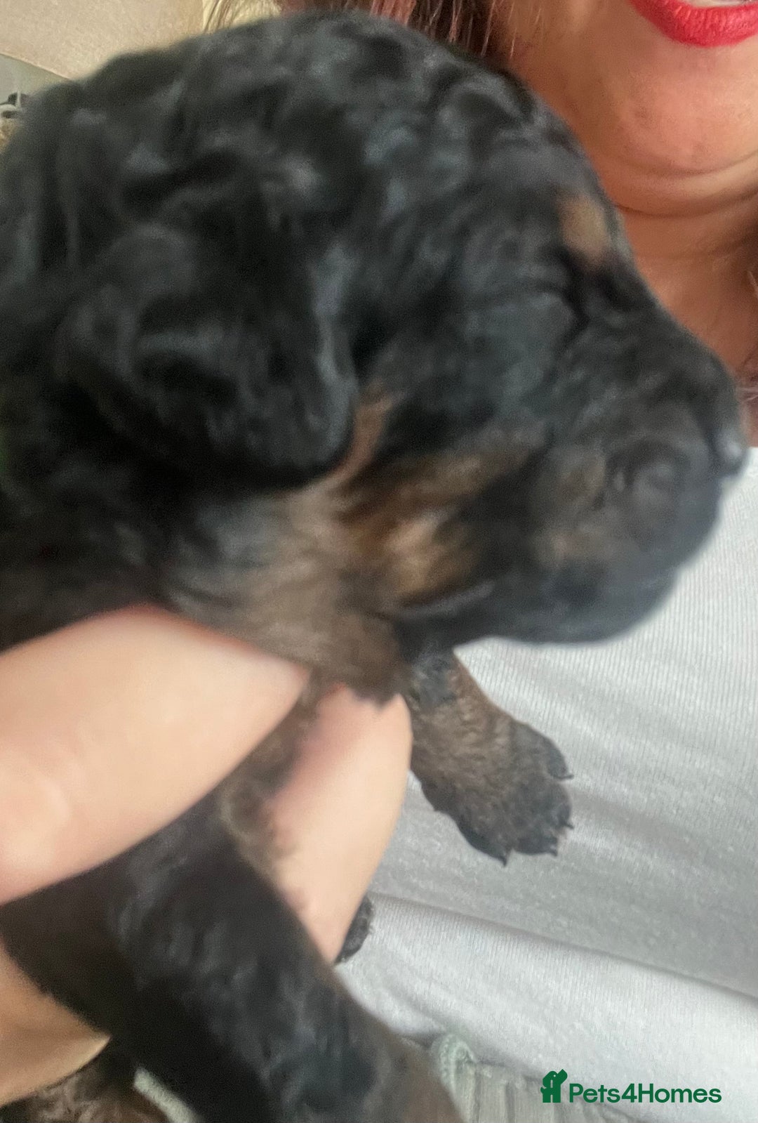 Cavapoo dogs for sale: Cute cavas for best homes only!  - Image 21