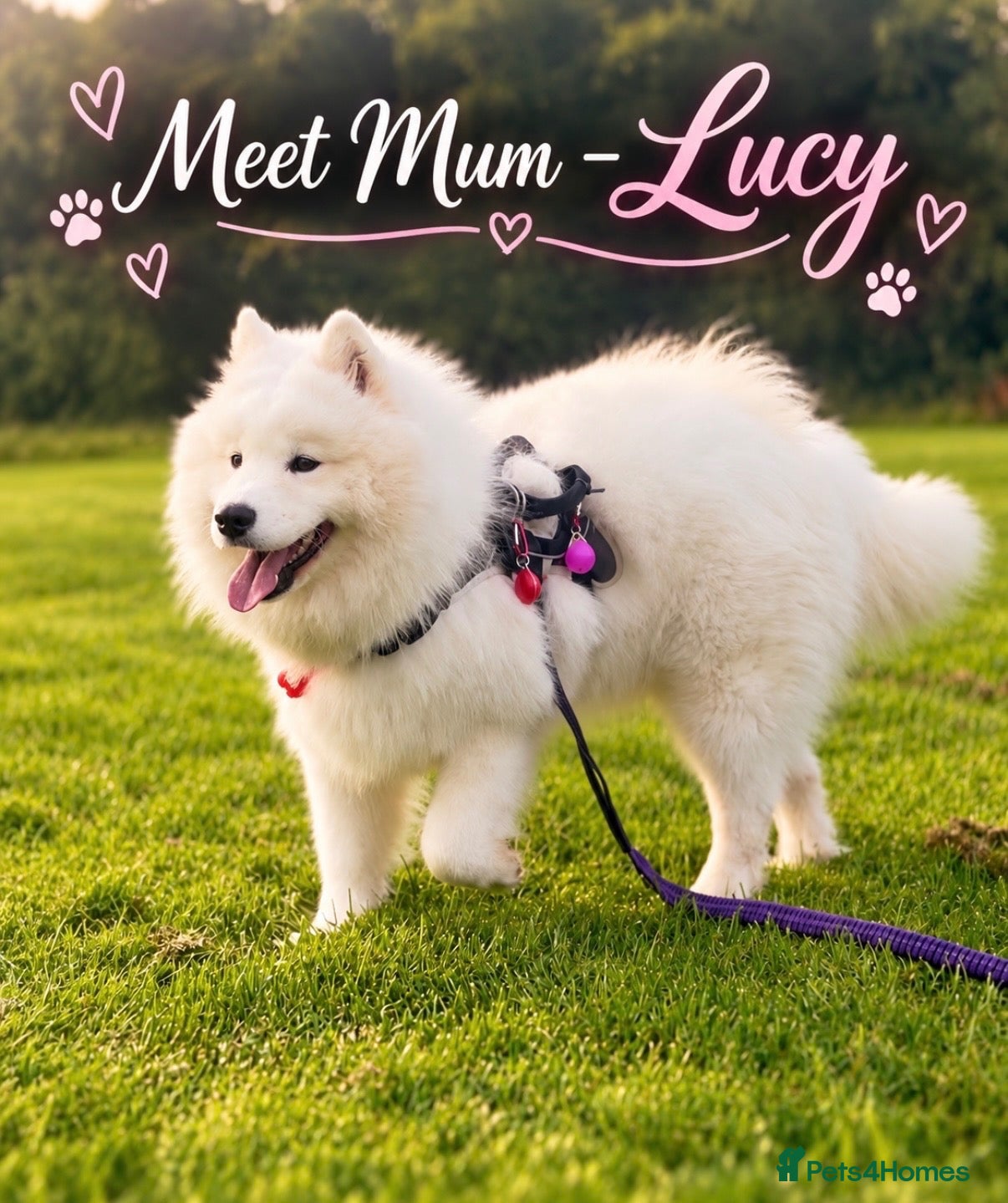 Samoyed dogs for sale: Beautiful Samoyed Puppies – Due November 2026 - Advert 1