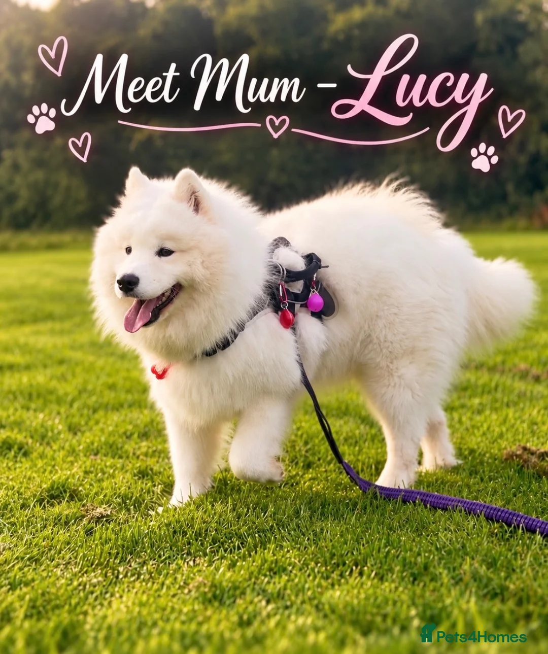 Samoyed dogs for sale: Beautiful Samoyed Puppies – Due November 2026 in Livingston - Advert 1
