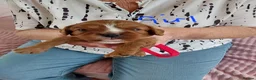 Cavalier King Charles Spaniel dogs for sale: 8  100% pure cavalier king charles spaniel  - Advert 7