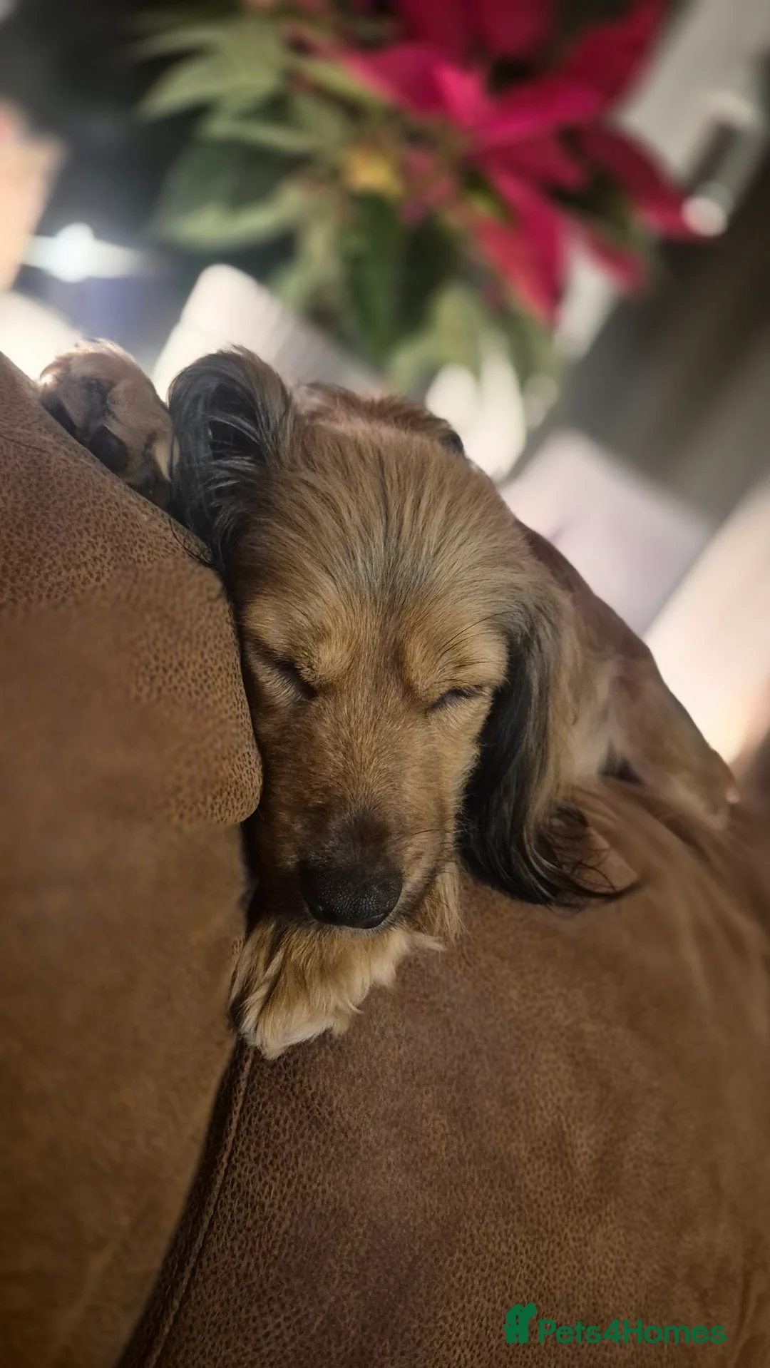 Mixed Breed dogs for sale: Ruby  - Advert 3