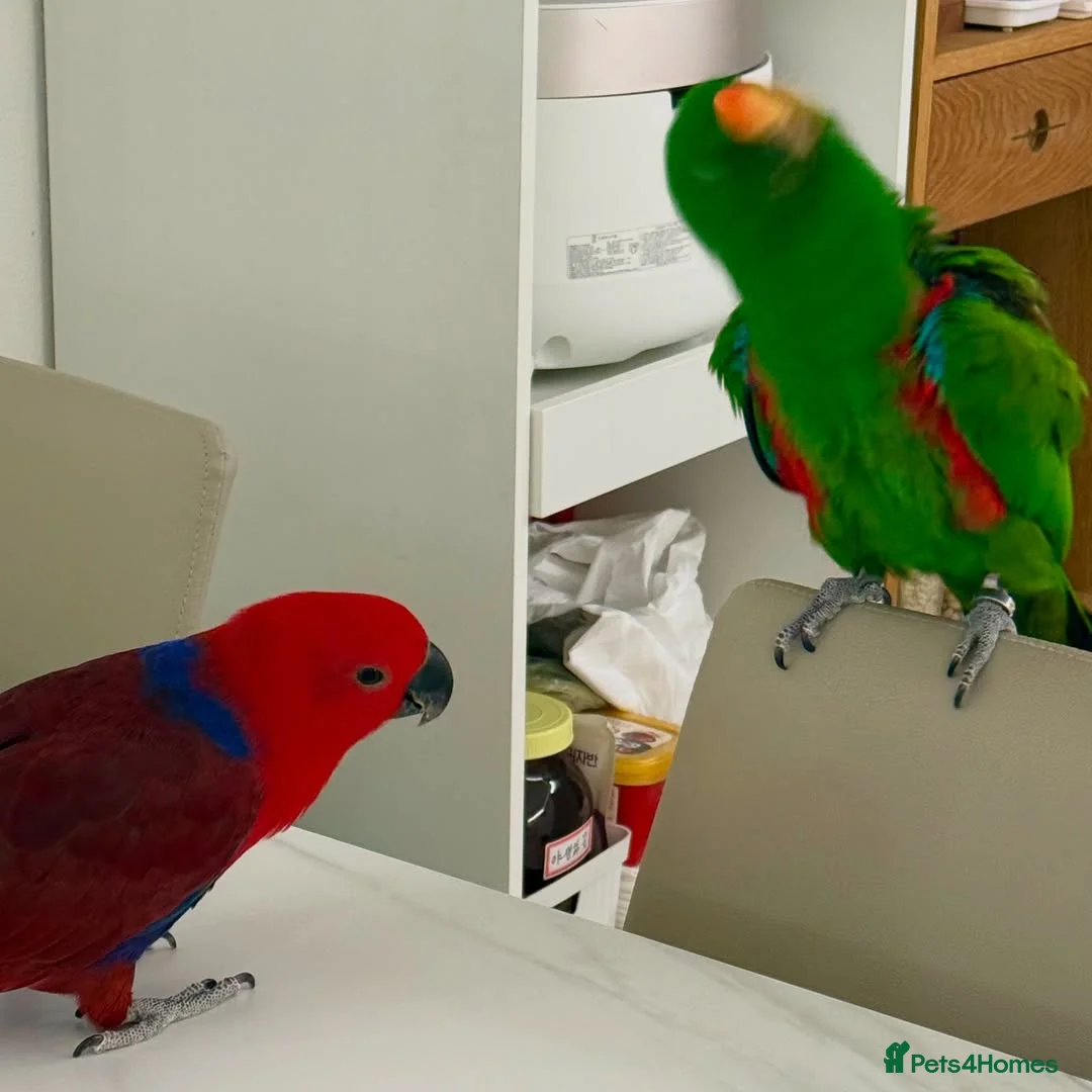 Parrots birds for sale: Parrots Available – Friendly & Well Socialized in Swansea - Advert 2