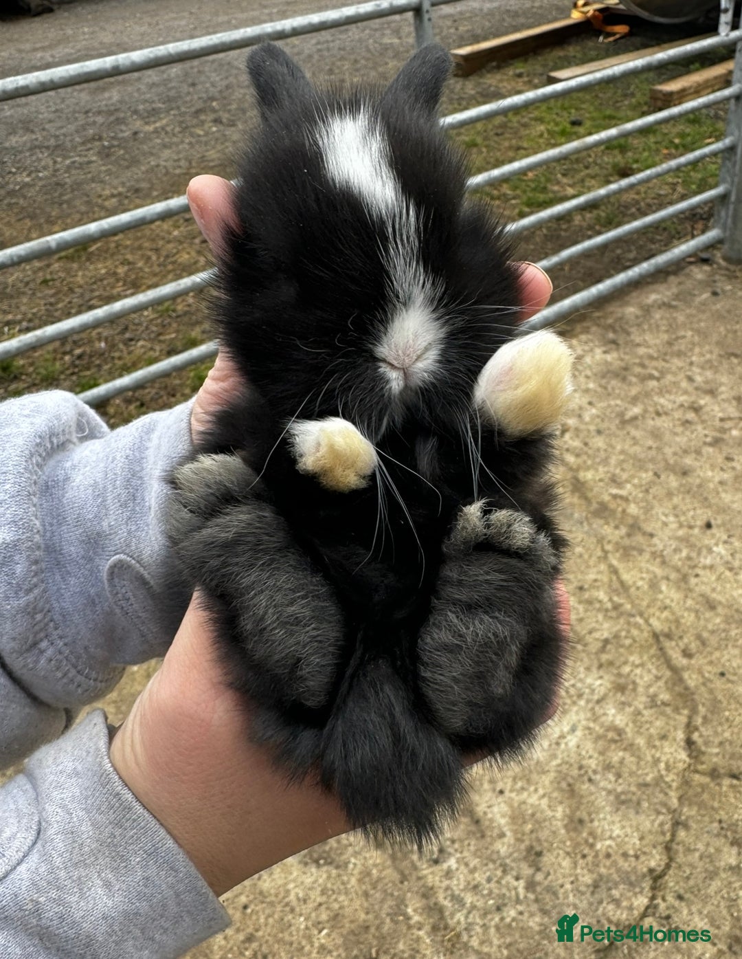Mini Lion Lop rabbits for sale: 🩷🩵 4 Double mane mini lionlops 🩵🩷 - Advert 13