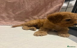 Cavapoo dogs for sale: Adorable red cavapoo pups - Advert 2