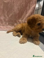 Cavapoo dogs Adorable red cavapoo pups - Advert 1