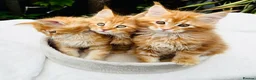 Maine Coon cats for sale: Pure breed Maine coon kittens  - Advert 11
