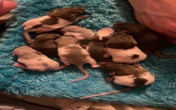 Rat rodents for sale: Rats looking for 5* homes only  - Image 12