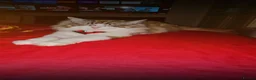 Ragdoll cats for sale: 3 Cute Ragdoll kittens - Advert 7