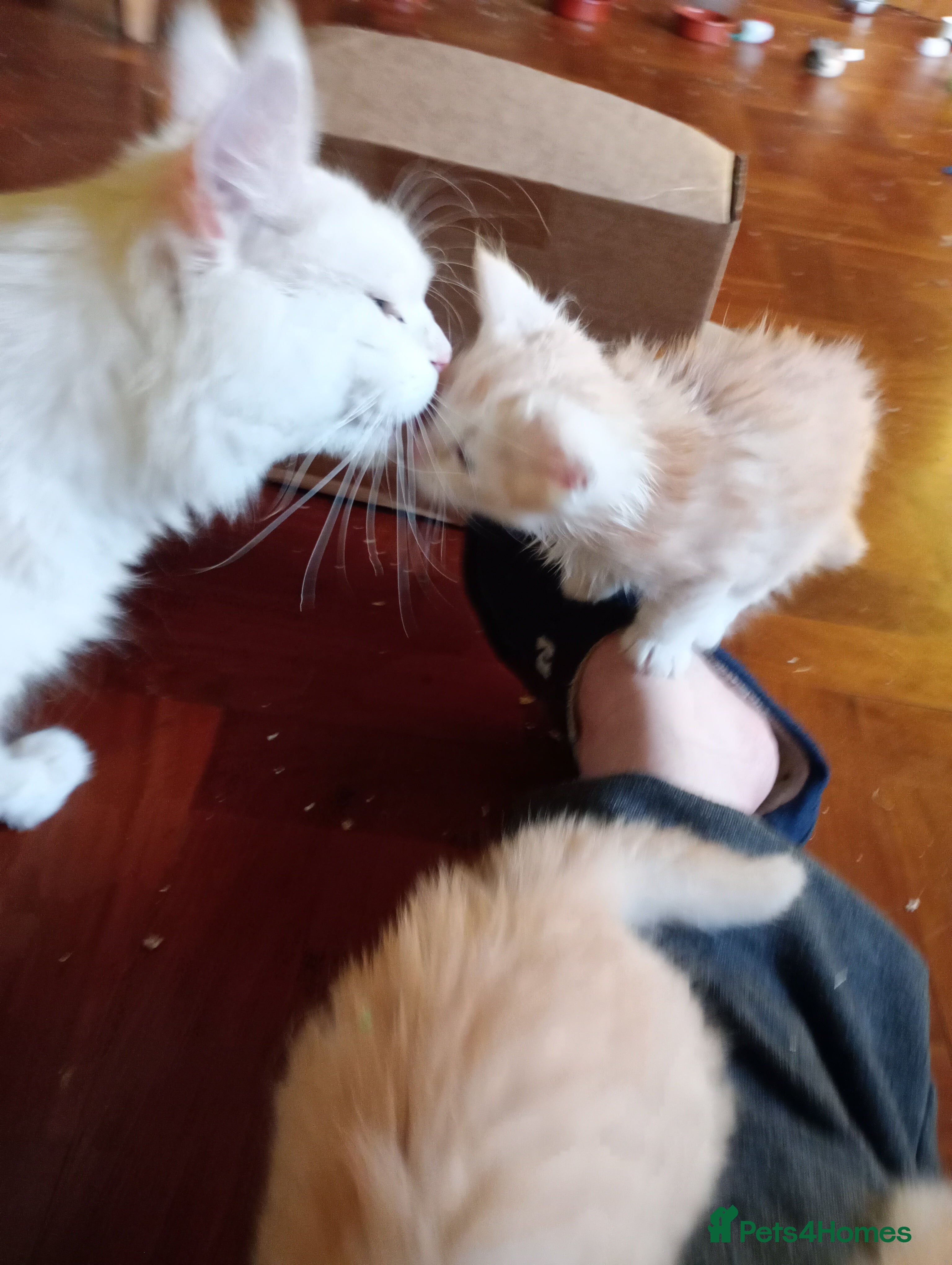 Maine Coon cats Maine coon kittens - Advert 16