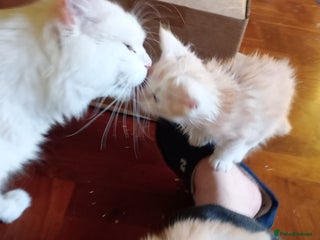 Maine Coon cats Maine coon kittens - Advert 16