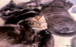 Mixed Breed cats for sale: Pretty little girls  - Image 15