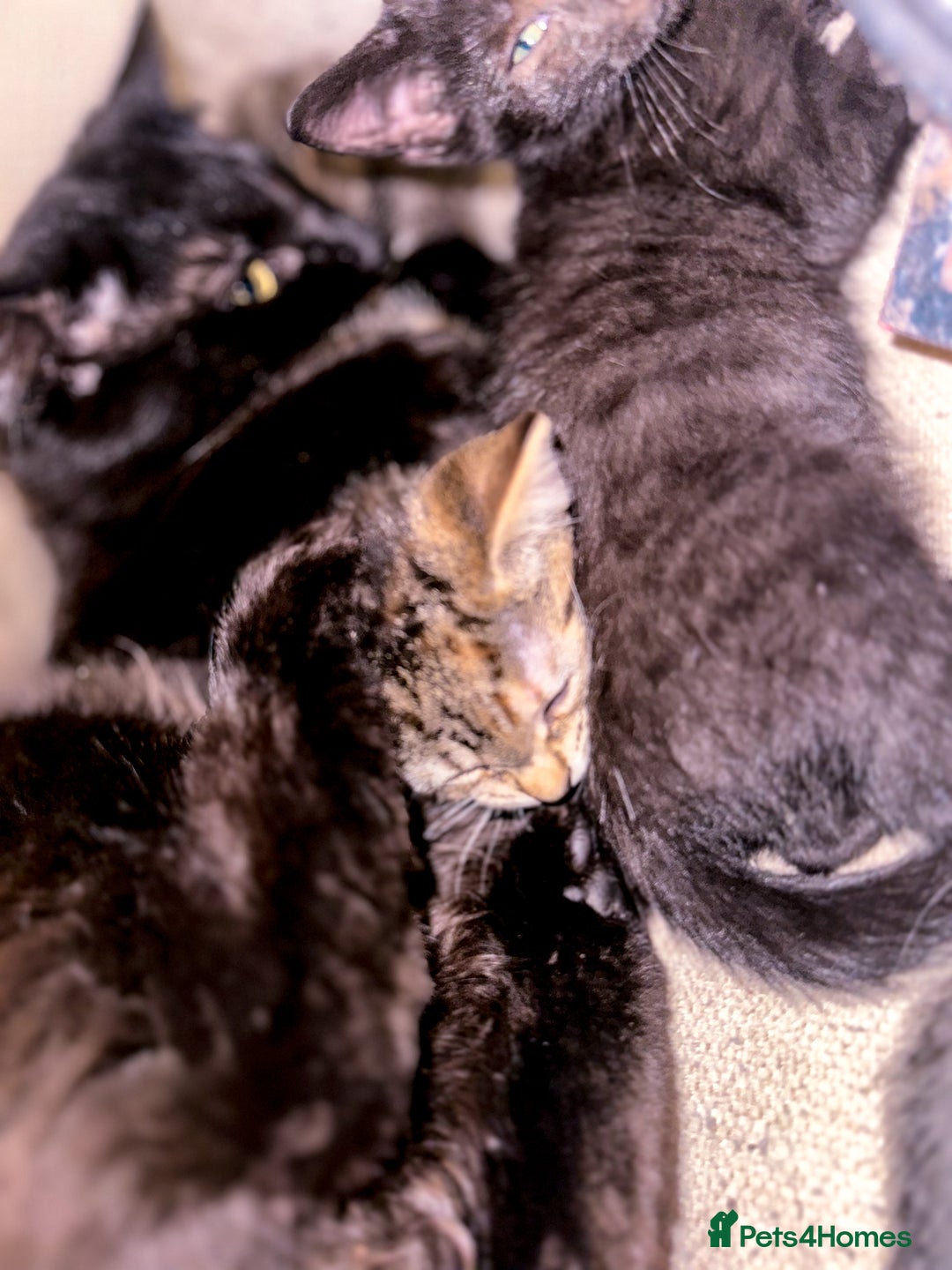Mixed Breed cats for sale: Pretty little girls  - Image 15